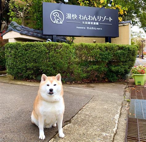 湯快わんわんリゾート矢田屋松濤園.
